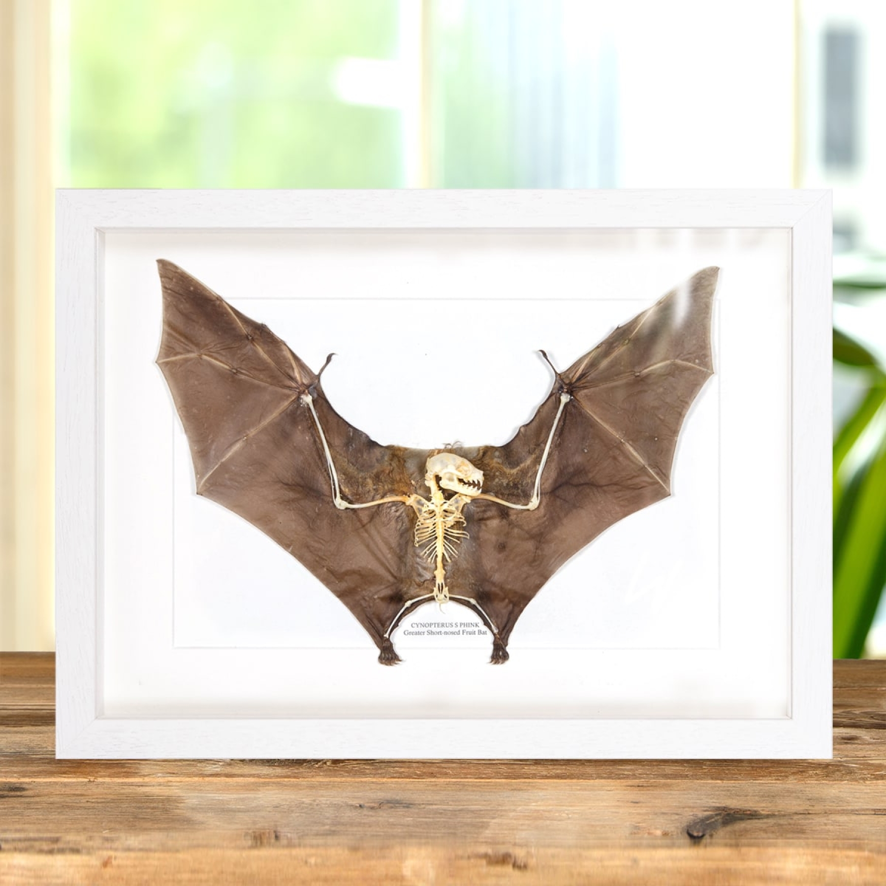 Lesser Short-nosed Fruit Bat with Skeleton In Box Frame (Cynopterus brachyotis)