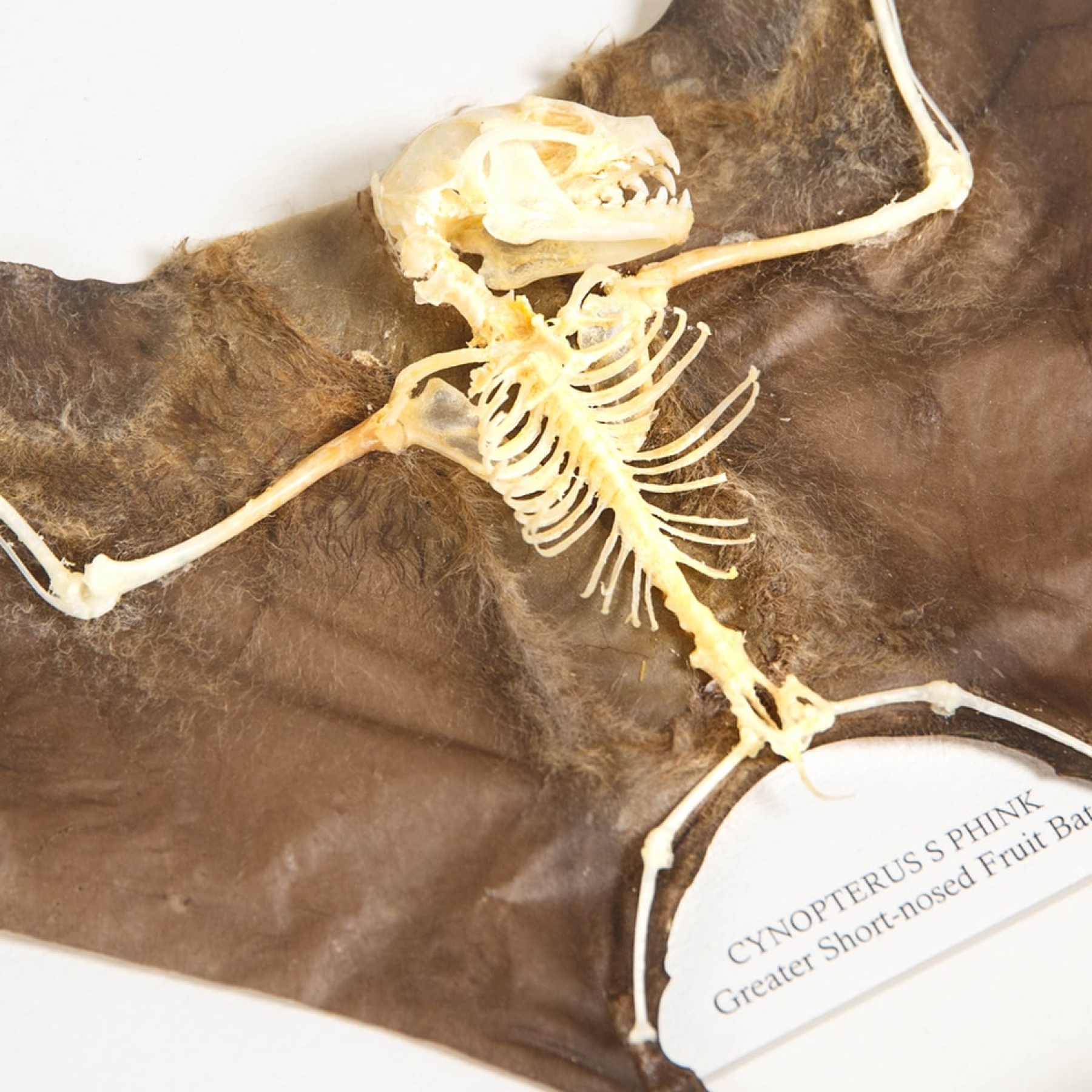 Lesser Short-nosed Fruit Bat with Skeleton In Box Frame (Cynopterus brachyotis)