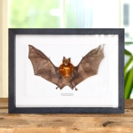 Minibeast Bicolored Roundleaf Bat In Box Frame (Hipposideros bicolor)