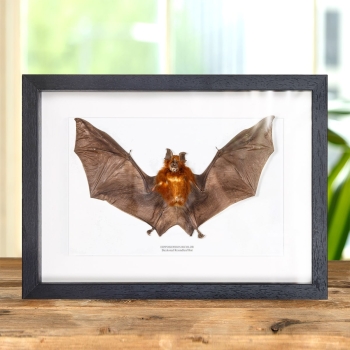 Bicolored Roundleaf Bat In Box Frame (Hipposideros bicolor)