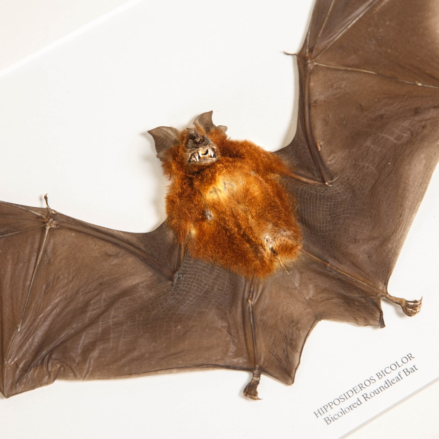 Bicolored Roundleaf Bat In Box Frame (Hipposideros bicolor)