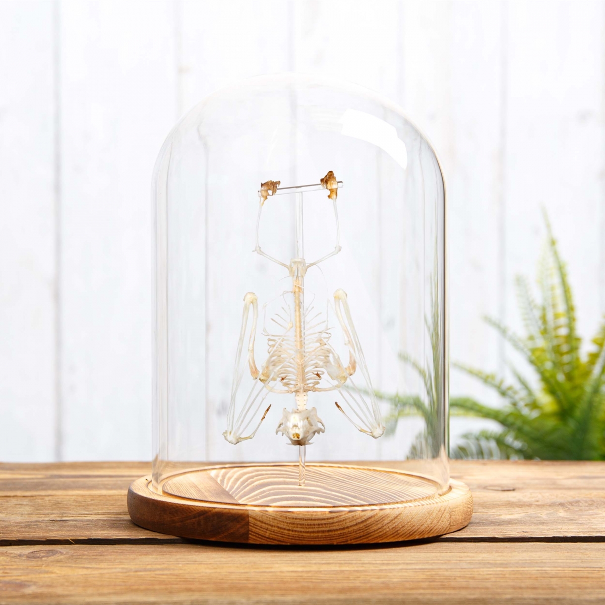 Hanging Lesser Shortnosed Fruit Bat Skeleton with Wooden Base