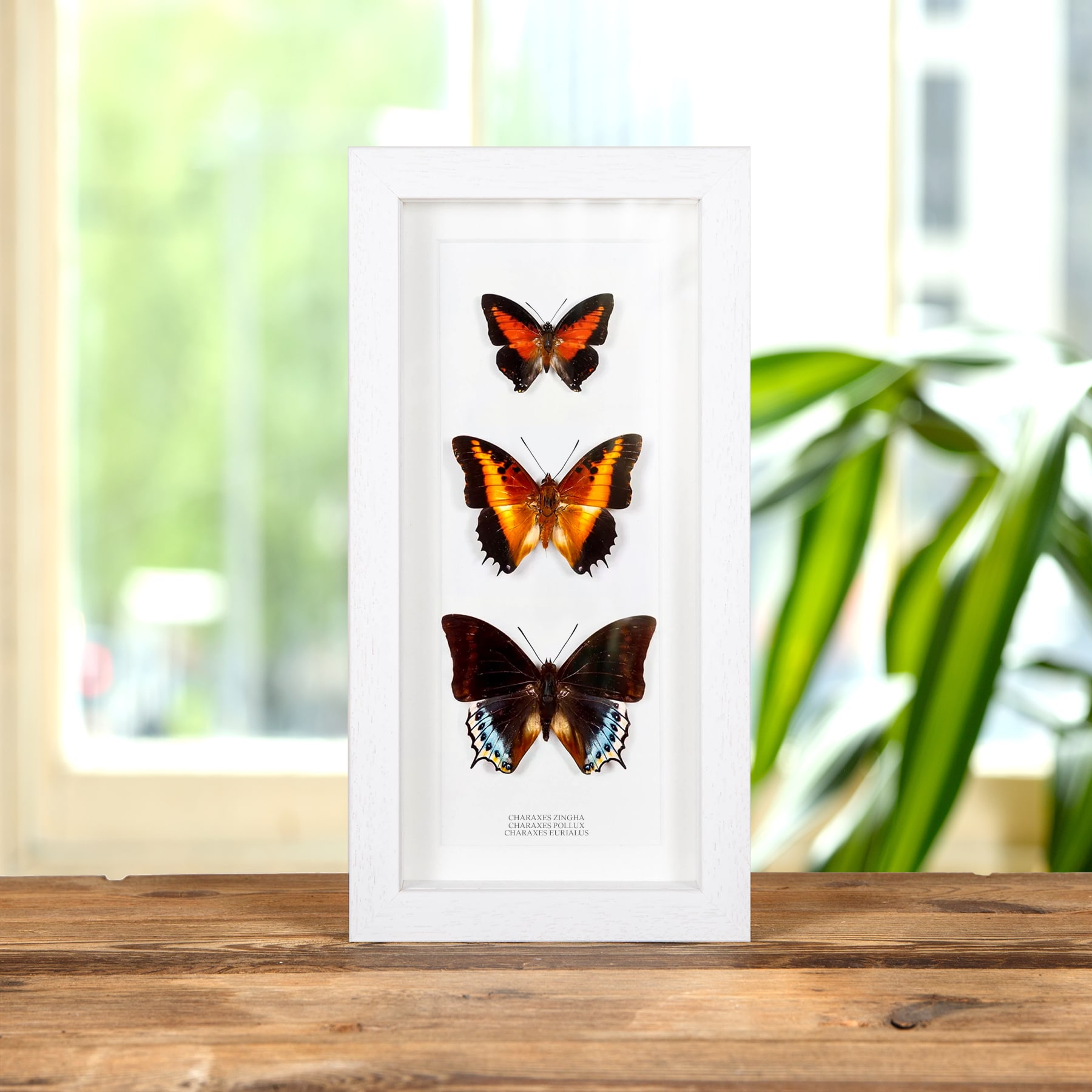 Charaxes Butterfly Trio In Box Frame (Charaxes zingha, pollux & eurialus)