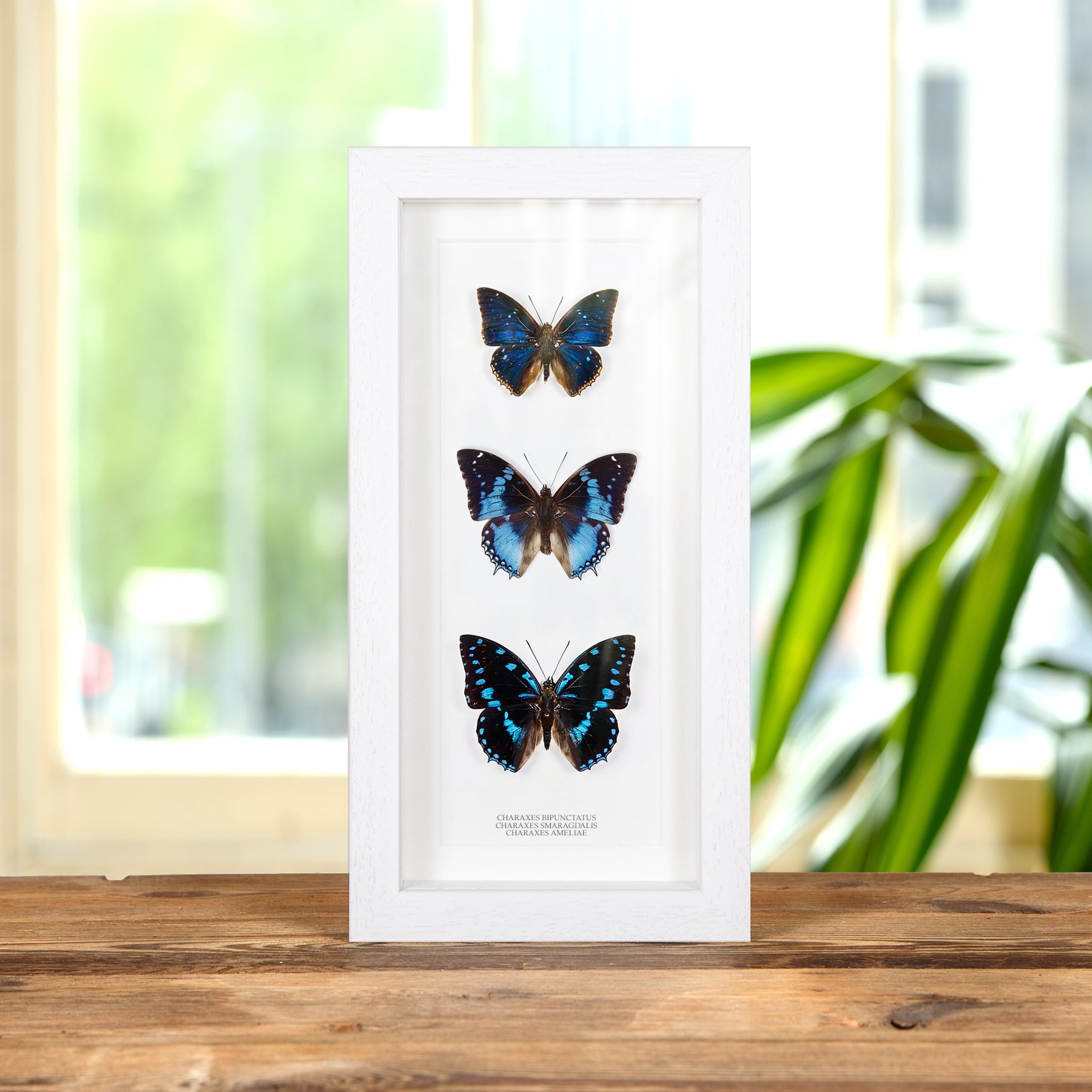 Charaxes Butterfly Trio In Box Frame (Charaxes bipunctatus, smaragdalis & ameliae)