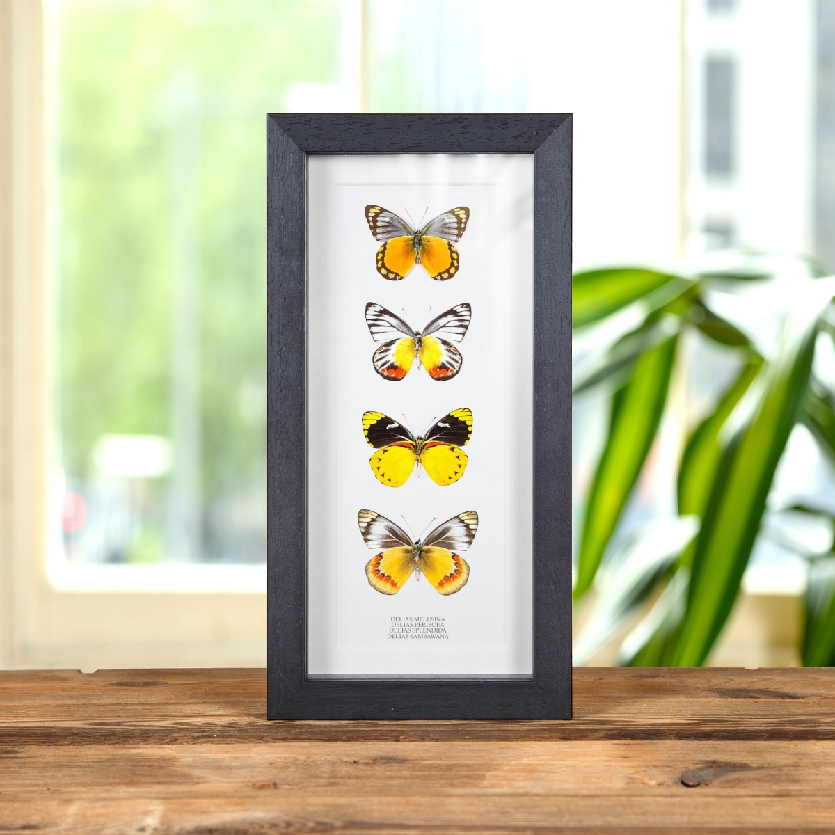 Minibeast Delias Butterfly Quartet In Box Frame (Delias melusina, splendida, sambawana & periboea)