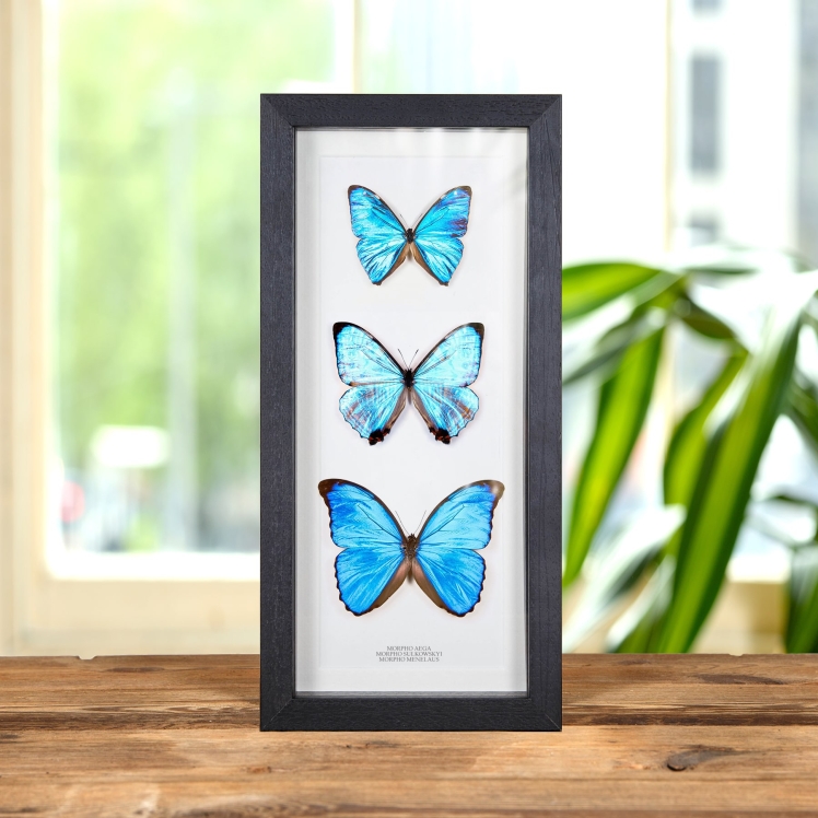 Morpho Trio In Box Frame (Morpho menelaus, sulkowskyi, aega)