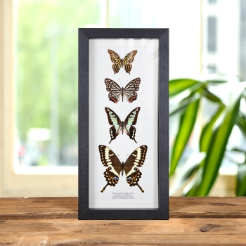 Mixed Butterfly Quartet In Box Frame