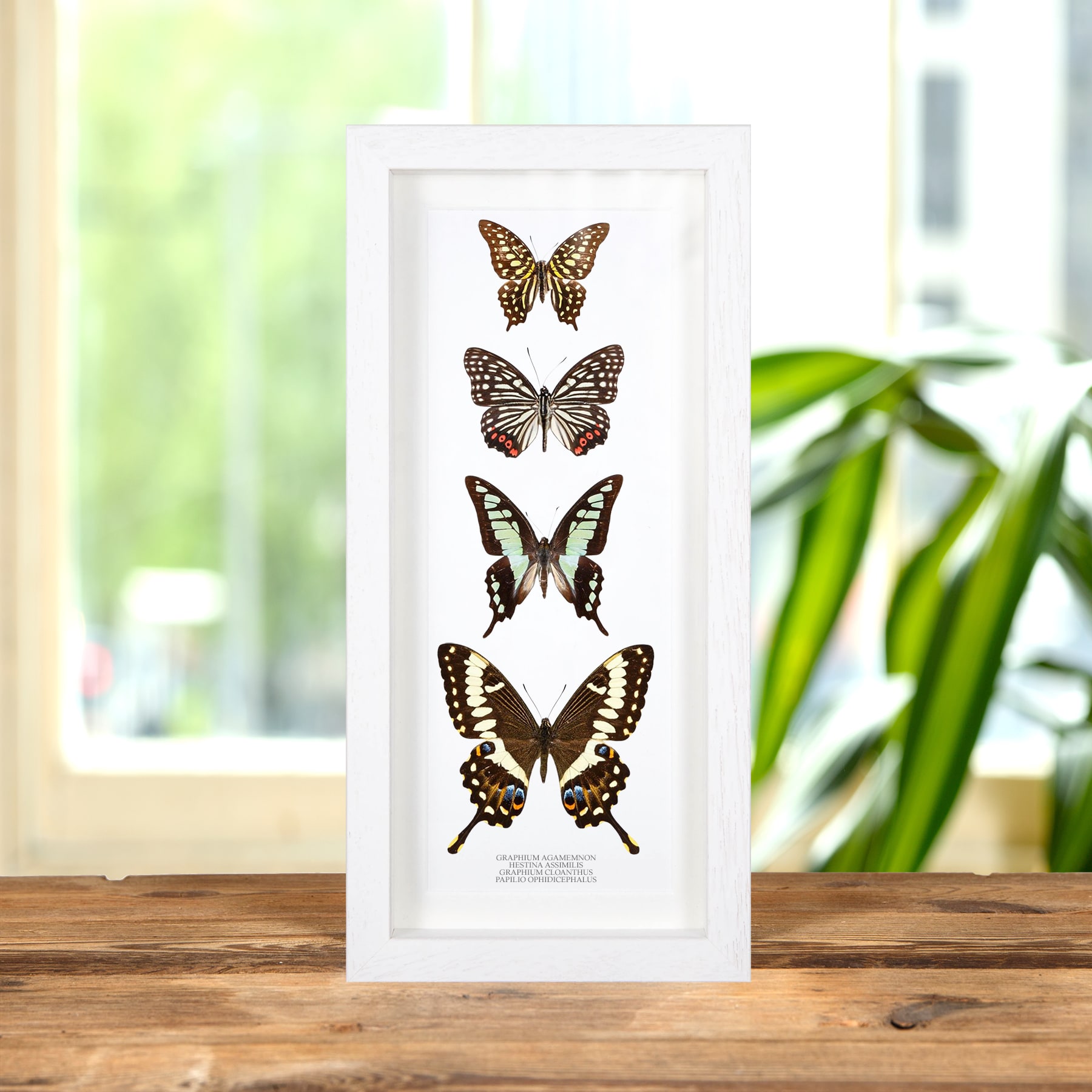 Mixed Butterfly Quartet In Box Frame