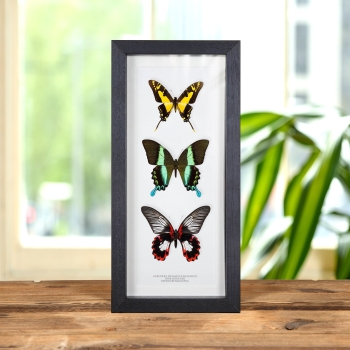 Mixed Butterfly Trio In Box Frame (Eurytides thyastes thyastinus, Papilio blumei & rumanzovia)