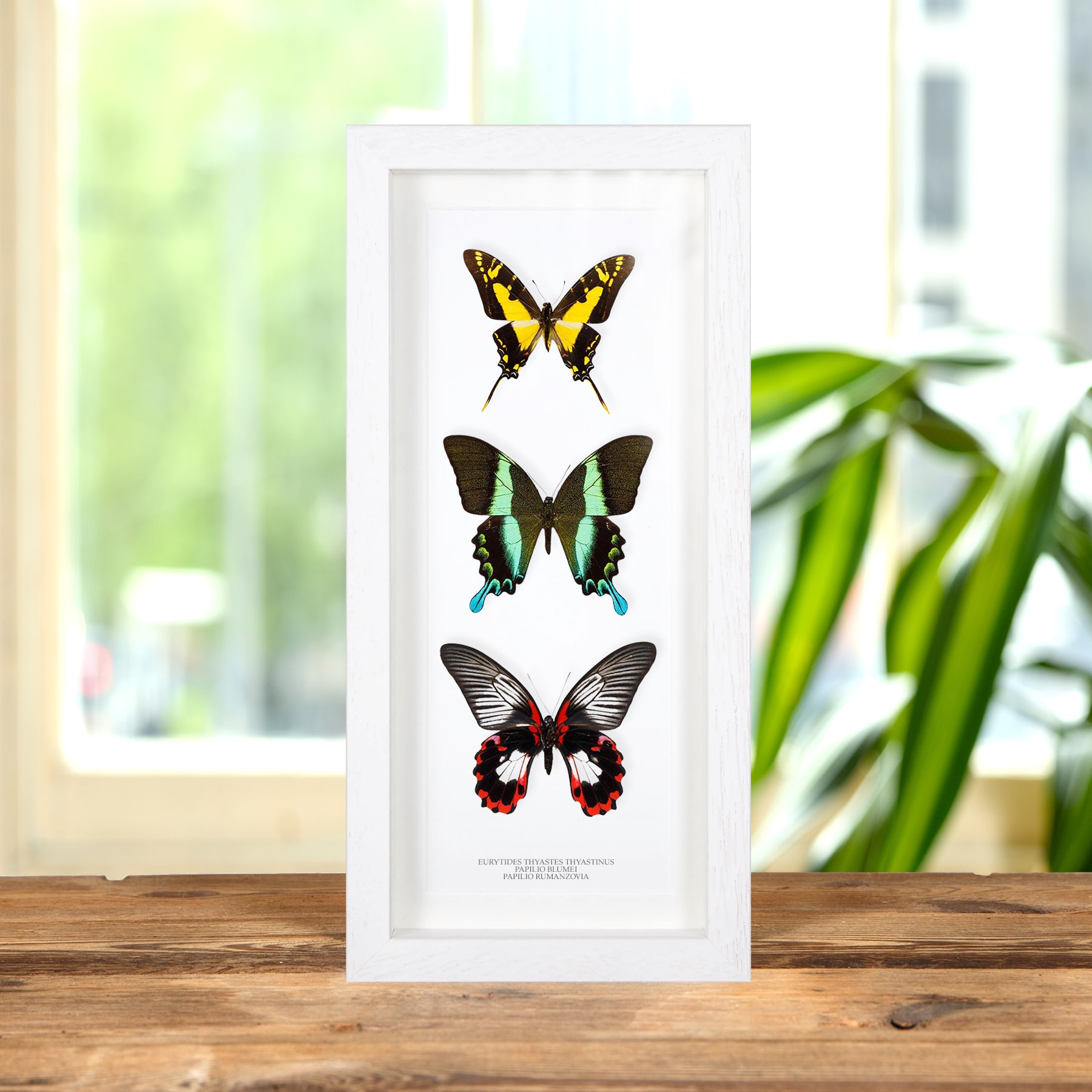 Mixed Butterfly Trio In Box Frame (Eurytides thyastes thyastinus, Papilio blumei & rumanzovia)