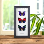 Minibeast Agrias Butterfly Trio In Box Frame (Agrias hewitsonis x prepona, beata beatifica & claudina)