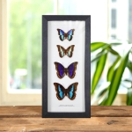 Minibeast Prepona Laertes octavia & Deiphile brooksiana Pair In Box Frame (Prepona Laertes octavia & Deiphile brooksiana)