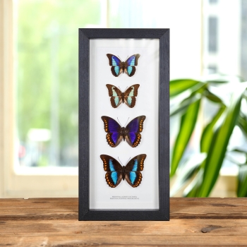 Prepona Laertes octavia & Deiphile brooksiana Pair In Box Frame (Prepona Laertes octavia & Deiphile brooksiana)