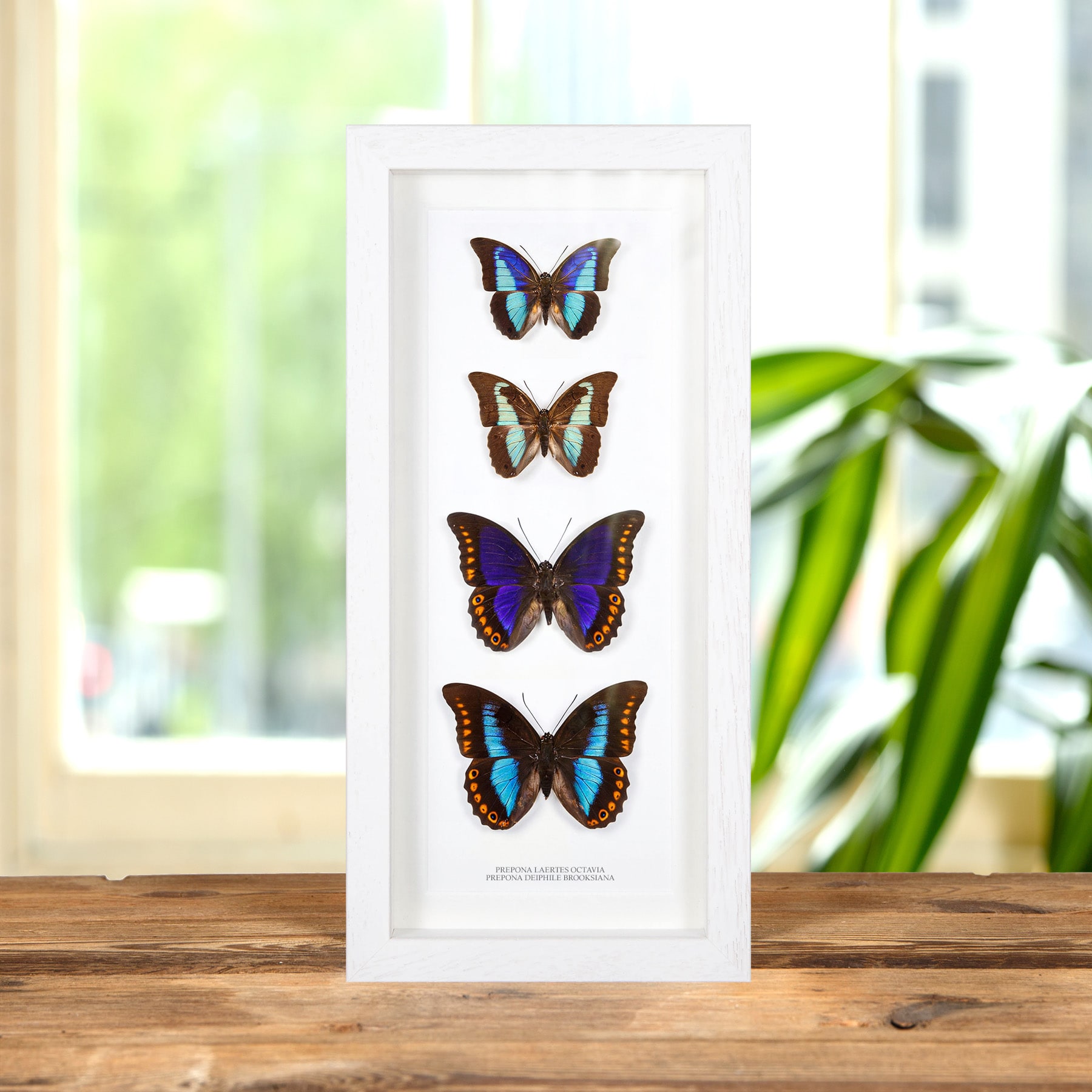 Prepona Laertes octavia & Deiphile brooksiana Pair In Box Frame (Prepona Laertes octavia & Deiphile brooksiana)