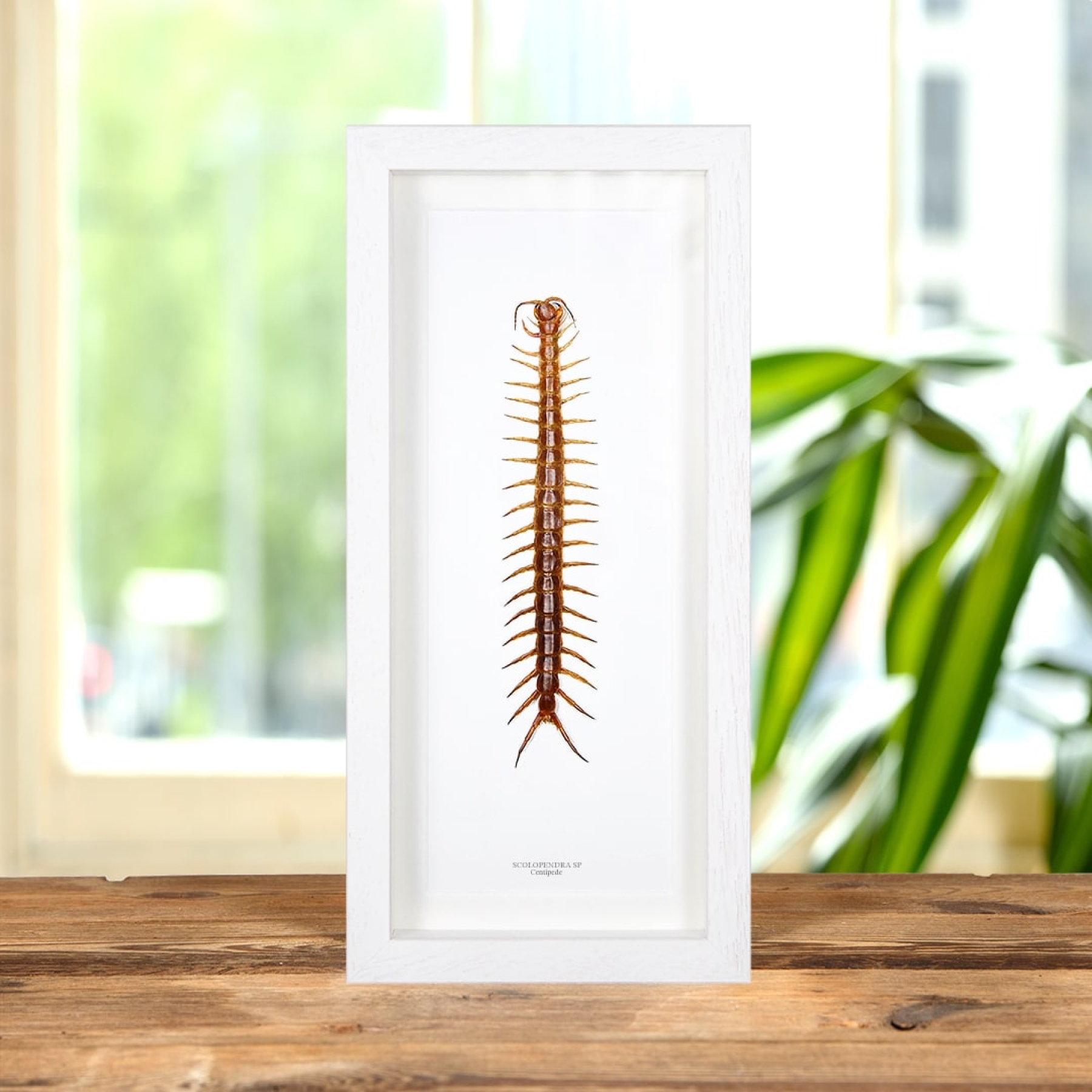 Centipede In Box Frame (Scolopendra sp) Centipede In Box Frame (Scolopendra sp)