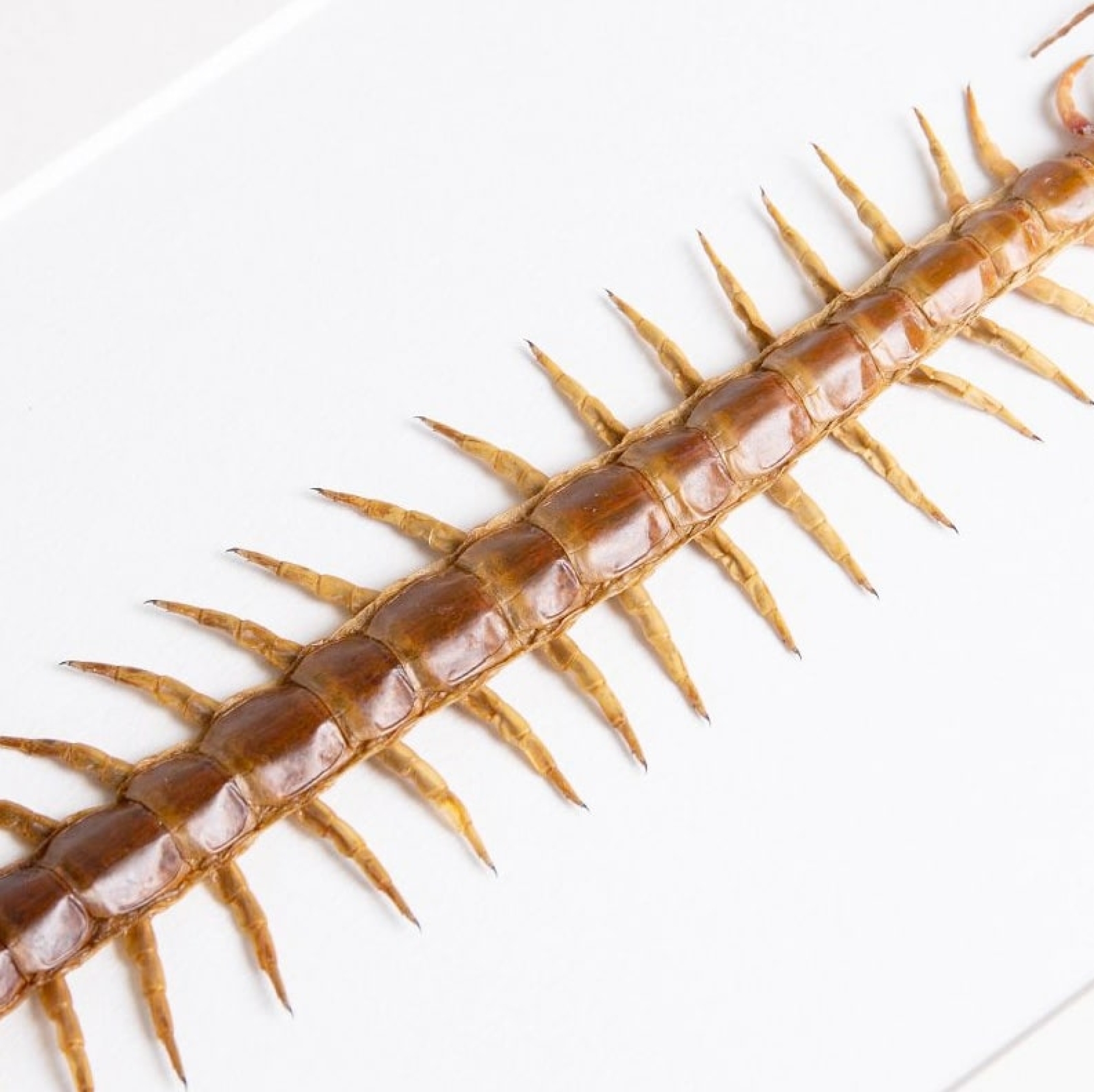Centipede In Box Frame (Scolopendra sp) Centipede In Box Frame (Scolopendra sp)