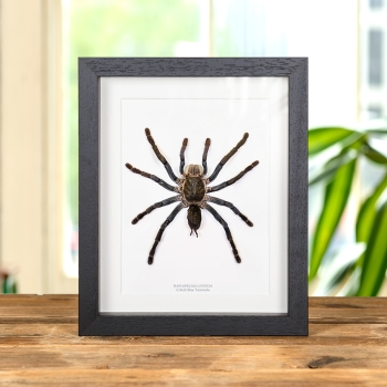 Cobalt Blue Tarantula In Box Frame (Haplopelma lividum)