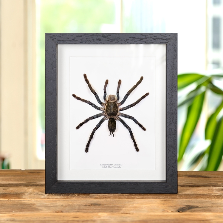Cobalt Blue Tarantula In Box Frame (Haplopelma lividum)