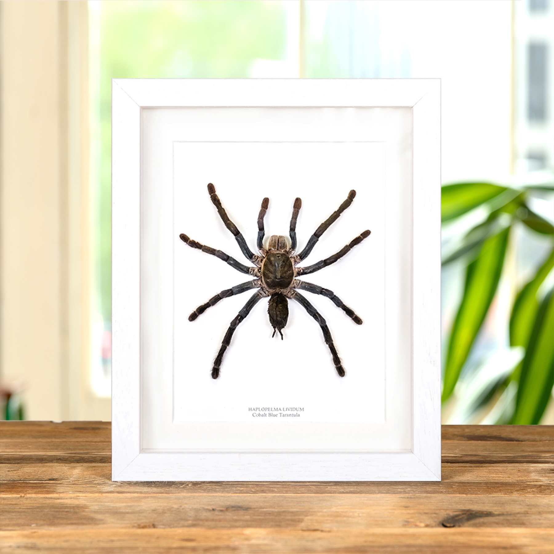 Cobalt Blue Tarantula In Box Frame (Haplopelma lividum) Cobalt Blue Tarantula In Box Frame (Haplopelma lividum)