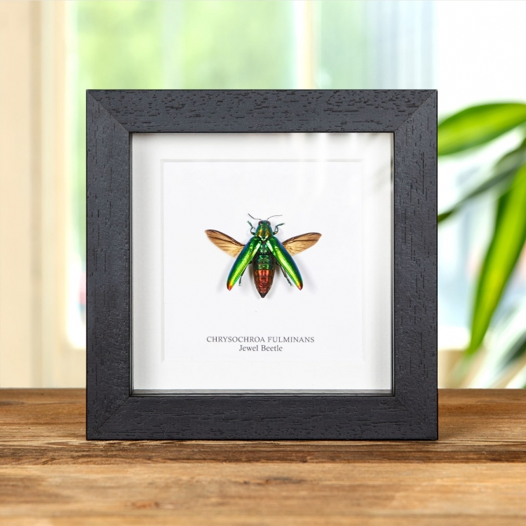 Jewel Beetle In Box Frame (Chrysochroa fulminans) Jewel Beetle In Box Frame (Chrysochroa fulminans)
