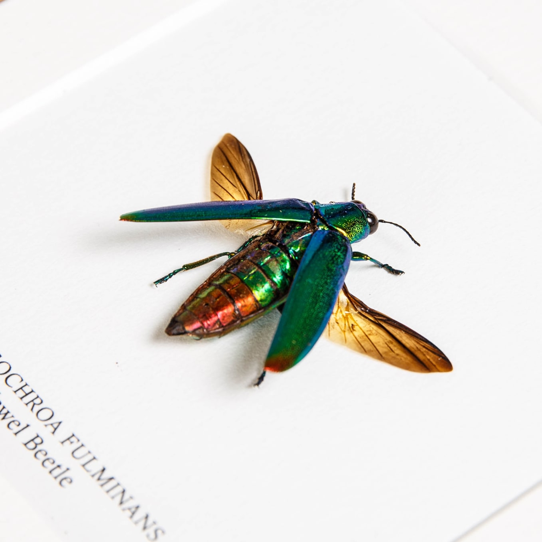Minibeast Jewel Beetle In Box Frame (Chrysochroa fulminans)