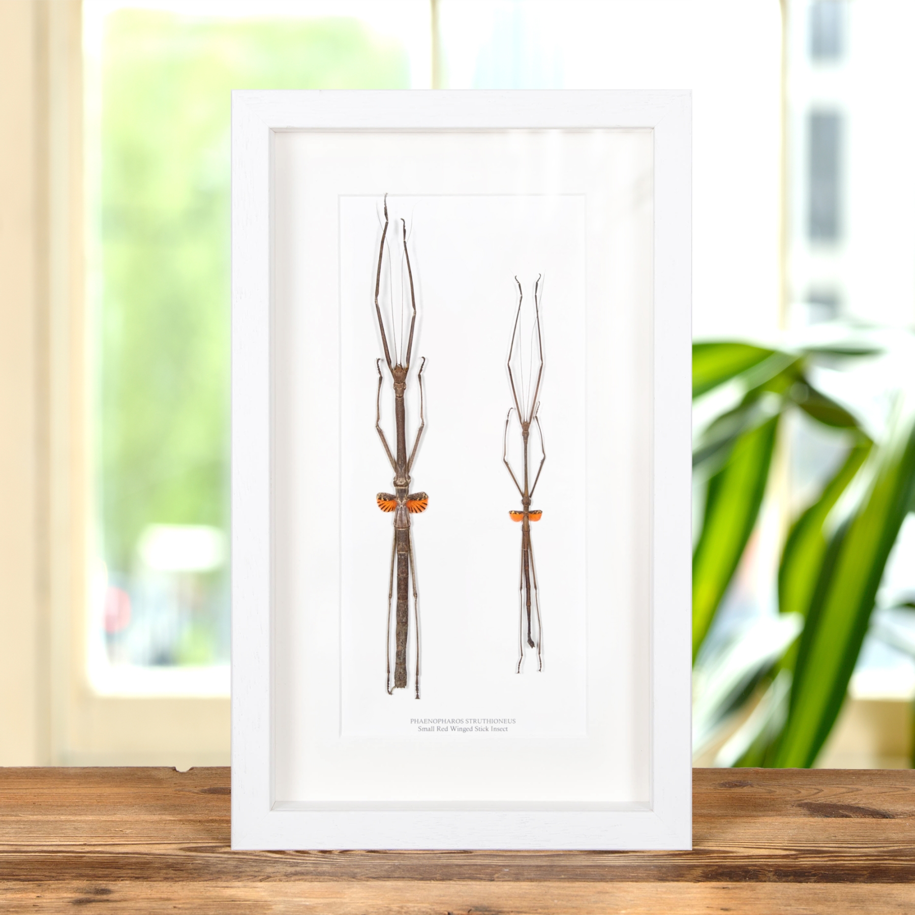 Small Red Winged Stick Insect Frame Minibeast Small Red Winged Stick Insect Frame