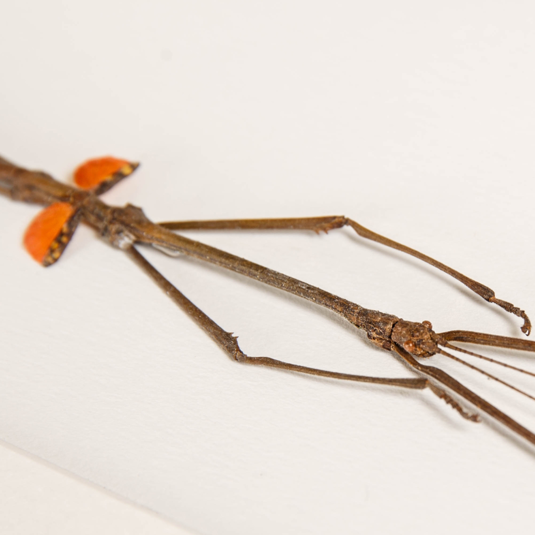 Small Red Winged Stick Insect Frame Minibeast Small Red Winged Stick Insect Frame