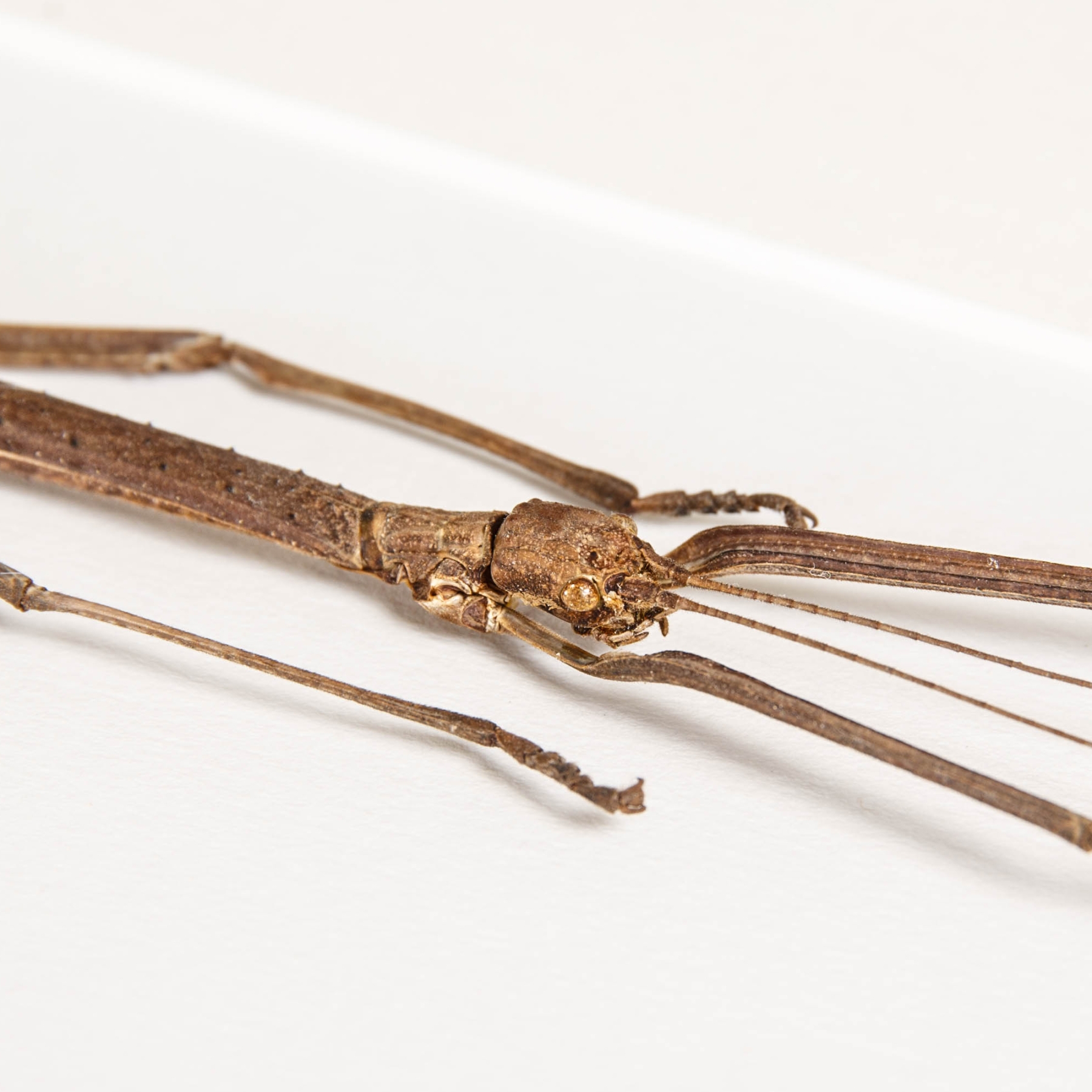 Small Red Winged Stick Insect Frame Minibeast Small Red Winged Stick Insect Frame