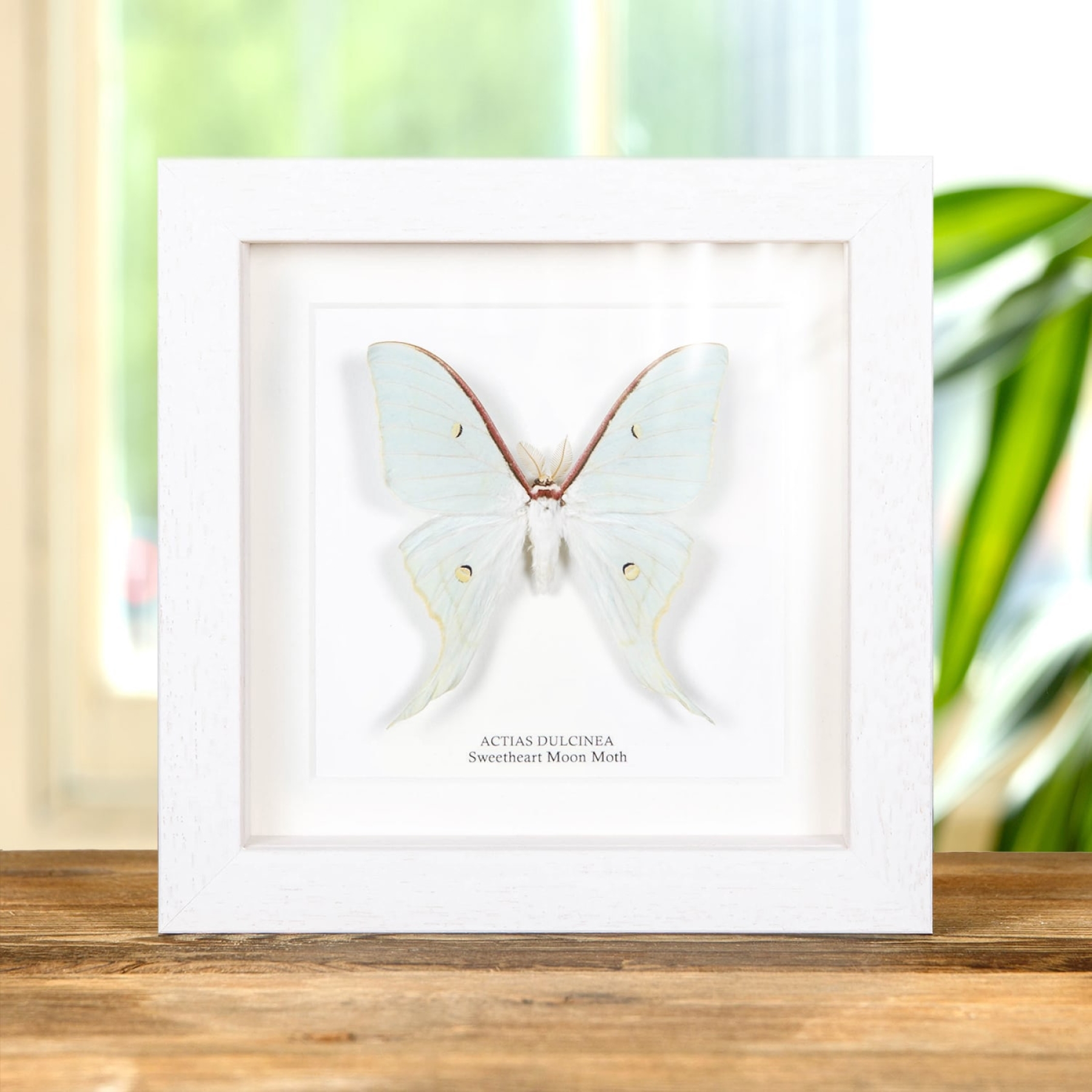 Sweetheart Moon Moth In Box Frame (Actias dulcinea)