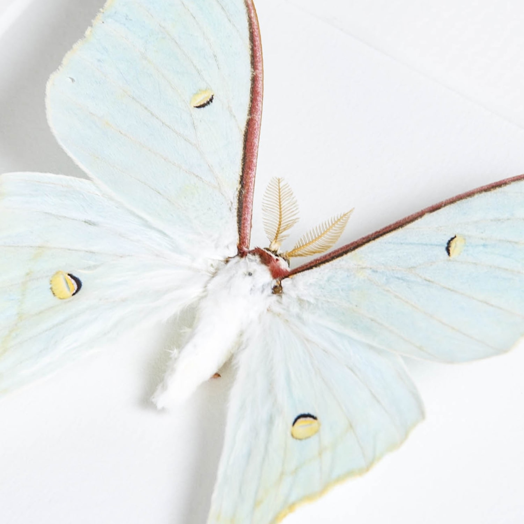 Sweetheart Moon Moth In Box Frame (Actias dulcinea)