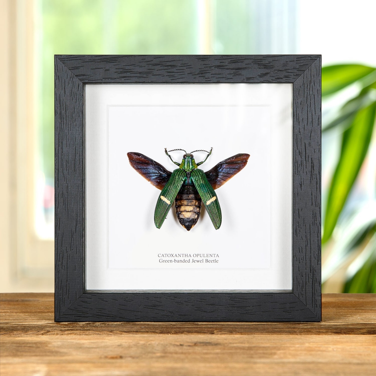 Minibeast Green-banded Jewel Beetle In Box Frame (Catoxantha opulenta)
