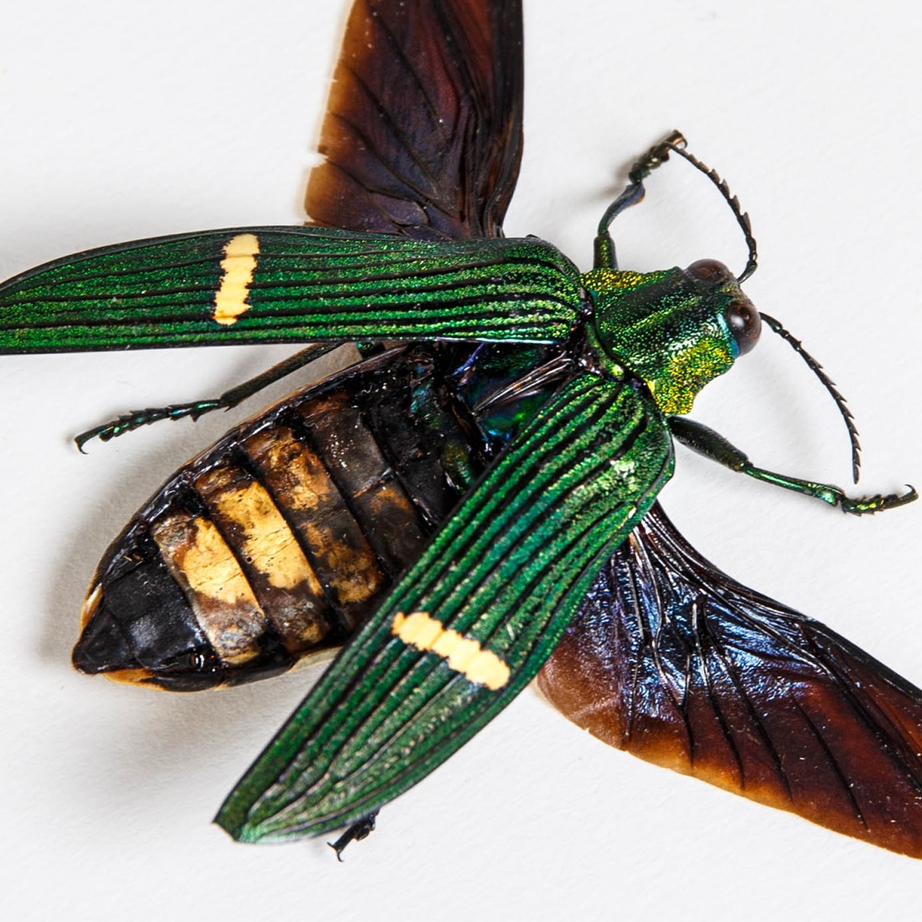 Green-banded Jewel Beetle In Box Frame (Catoxantha opulenta)