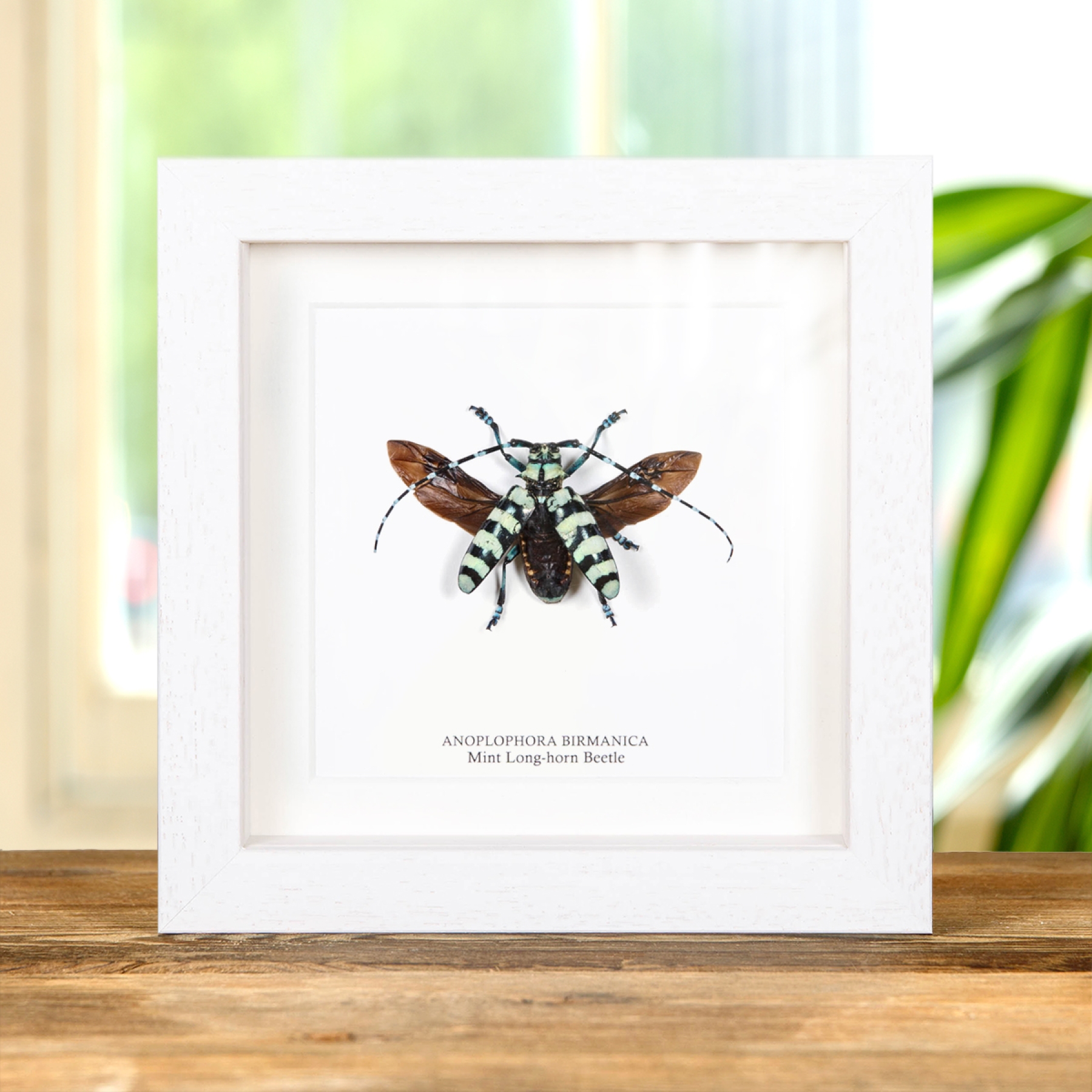 Mint Long-horn Beetle In Box Frame (Anoplophora birmanica) Mint Long-horn Beetle In Box Frame (Anoplophora birmanica)