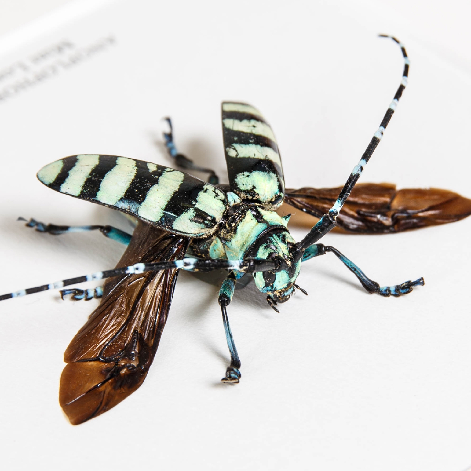 Mint Long-horn Beetle In Box Frame (Anoplophora birmanica) Mint Long-horn Beetle In Box Frame (Anoplophora birmanica)
