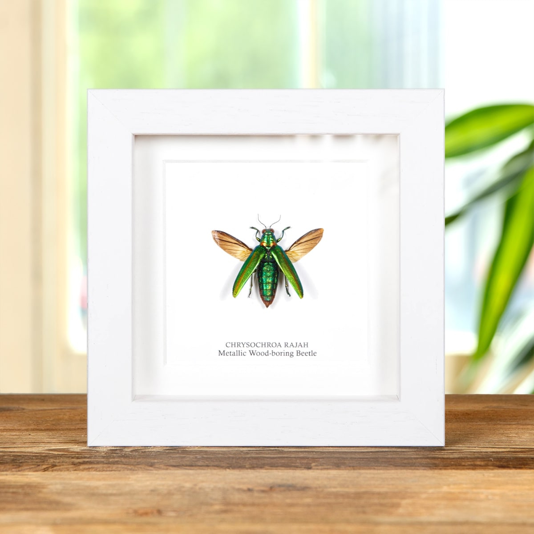 Metallic Wood-boring Beetle In Box Frame (Chrysochroa rajah)