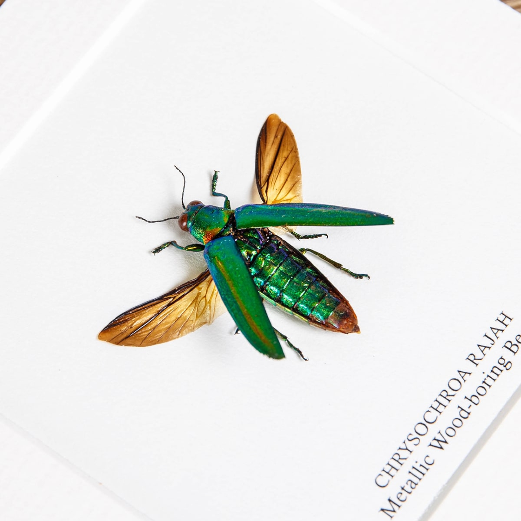 Metallic Wood-boring Beetle In Box Frame (Chrysochroa rajah)
