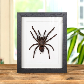Thailand Black Tarantula In Box Frame (Cyriopagopus minax)