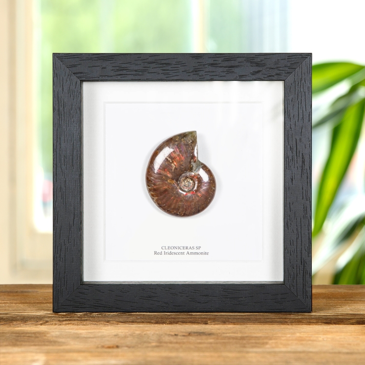 Whole Red Iridescent Ammonite Polished Fossil In Box Frame (Cleoniceras sp)