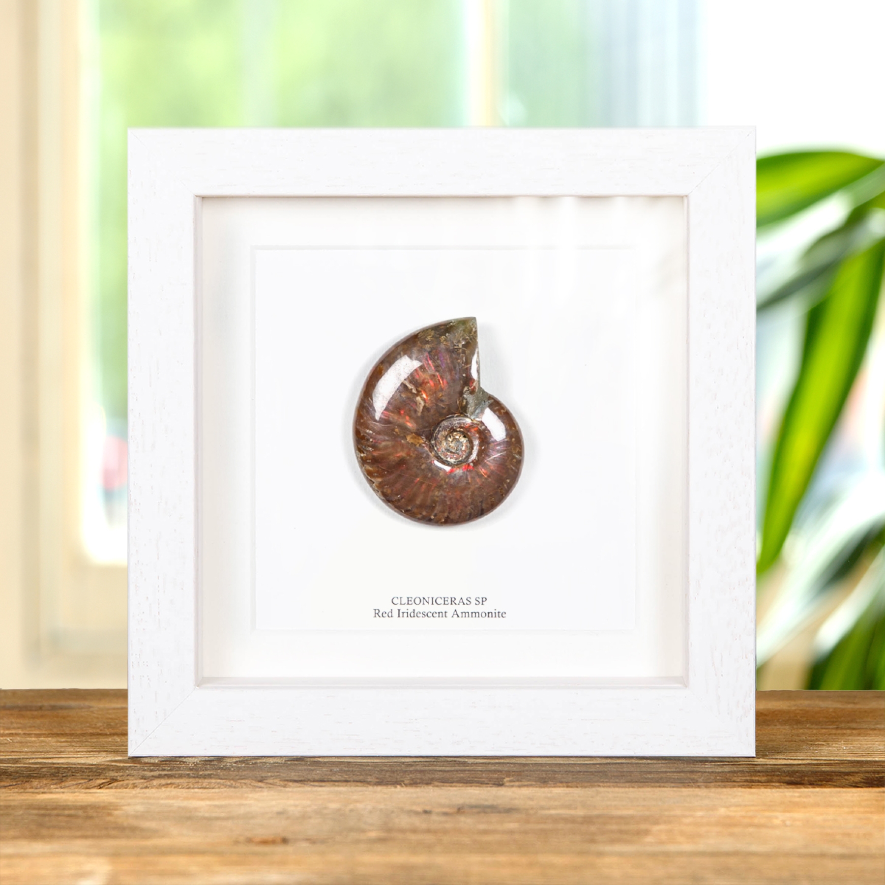 Minibeast Whole Red Iridescent Ammonite Polished Fossil In Box Frame (Cleoniceras sp)