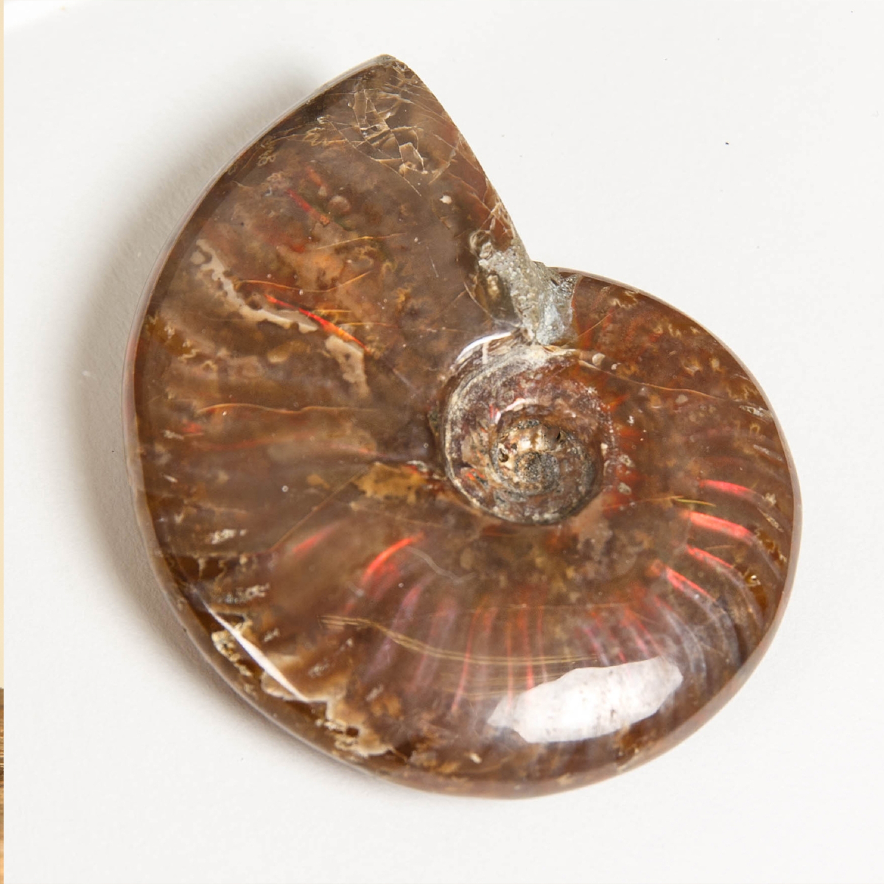 Minibeast Whole Red Iridescent Ammonite Polished Fossil In Box Frame (Cleoniceras sp)