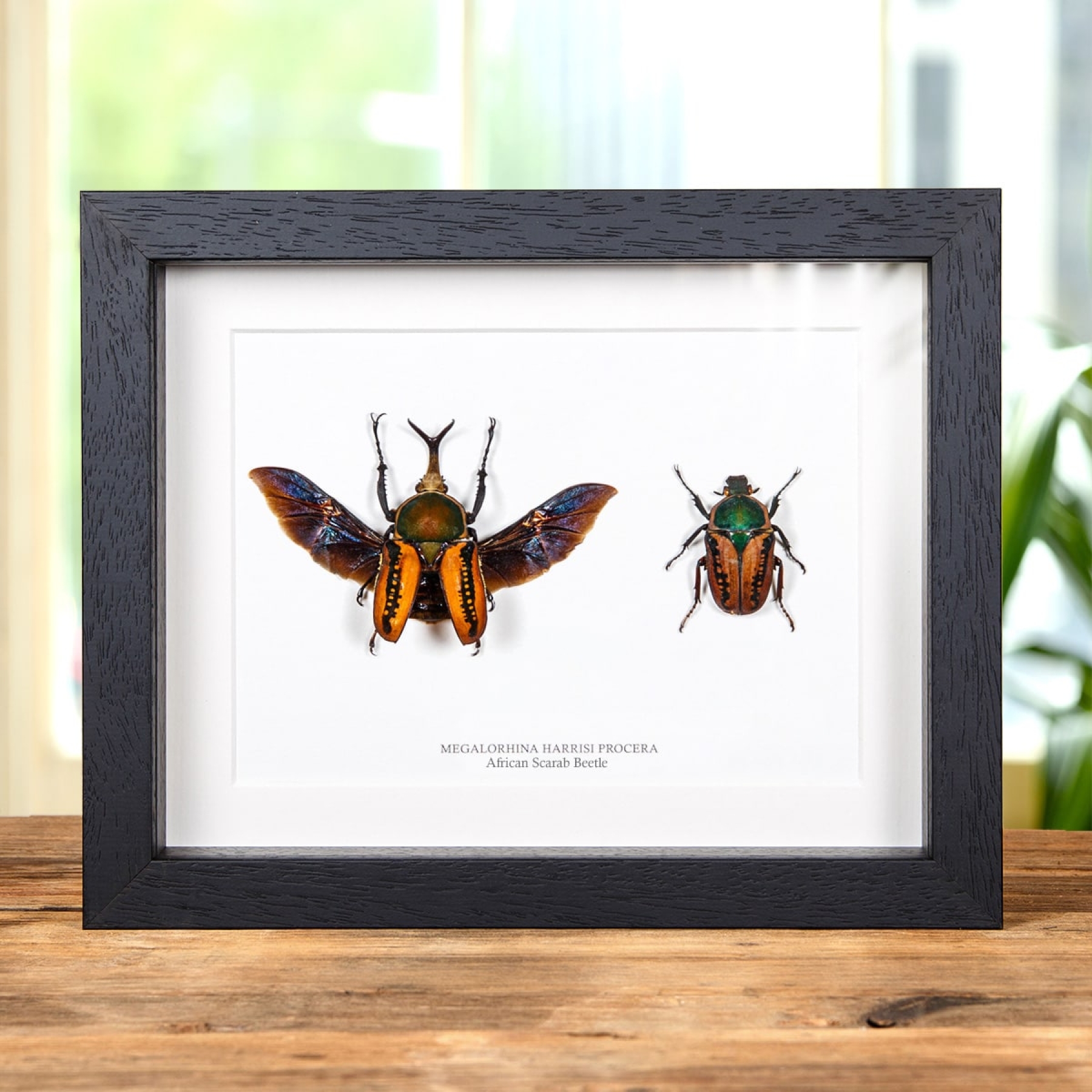 Minibeast African Scarab Beetle In Box Frame (Megalorhina harrisi procera)