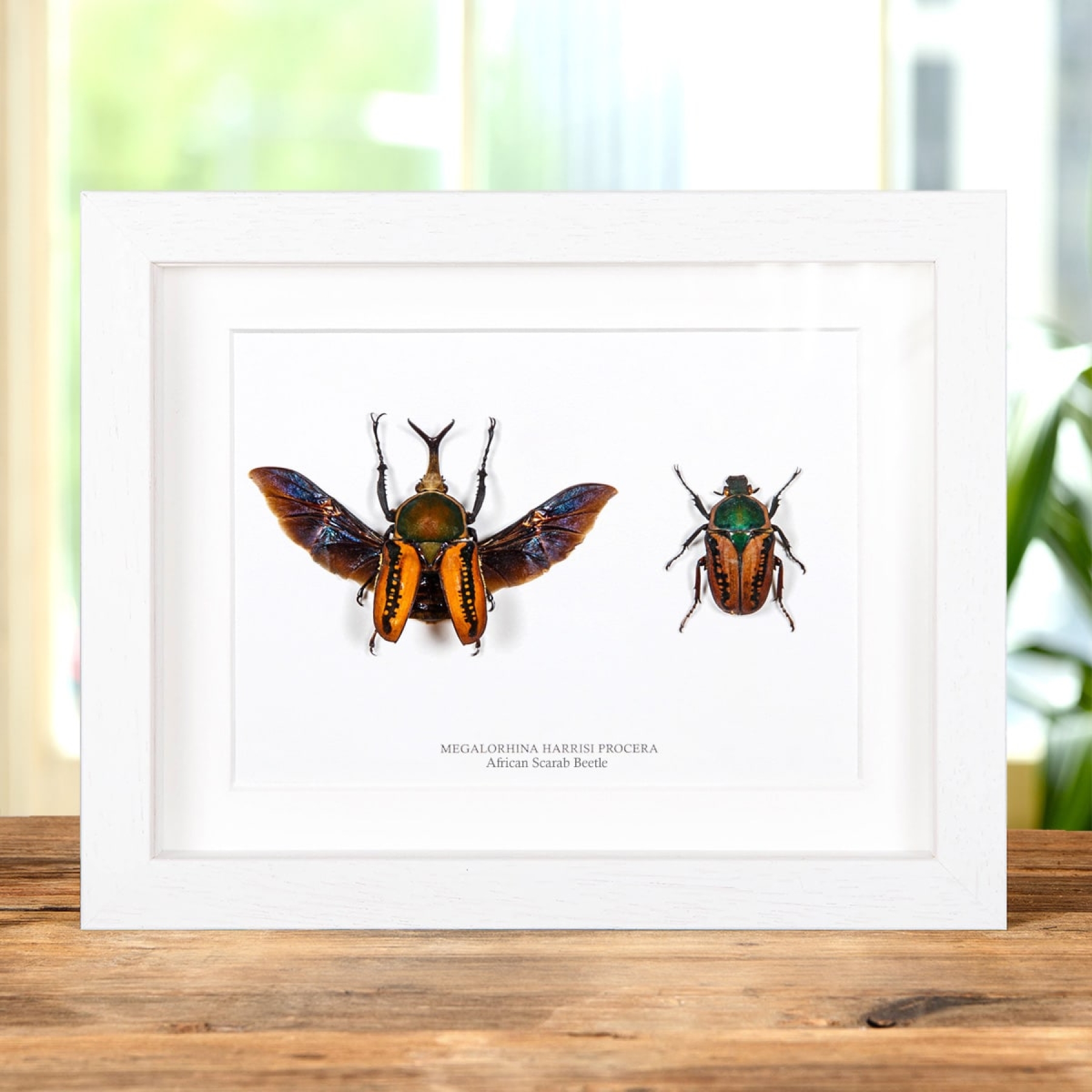 Minibeast African Scarab Beetle In Box Frame (Megalorhina harrisi procera)
