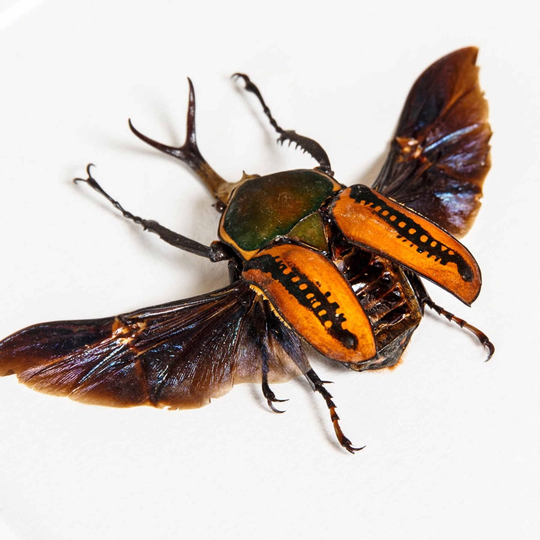 Minibeast African Scarab Beetle In Box Frame (Megalorhina harrisi procera)