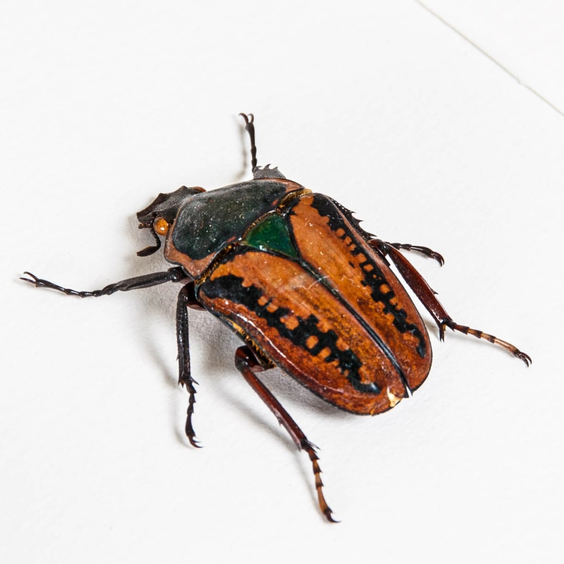 Minibeast African Scarab Beetle In Box Frame (Megalorhina harrisi procera)