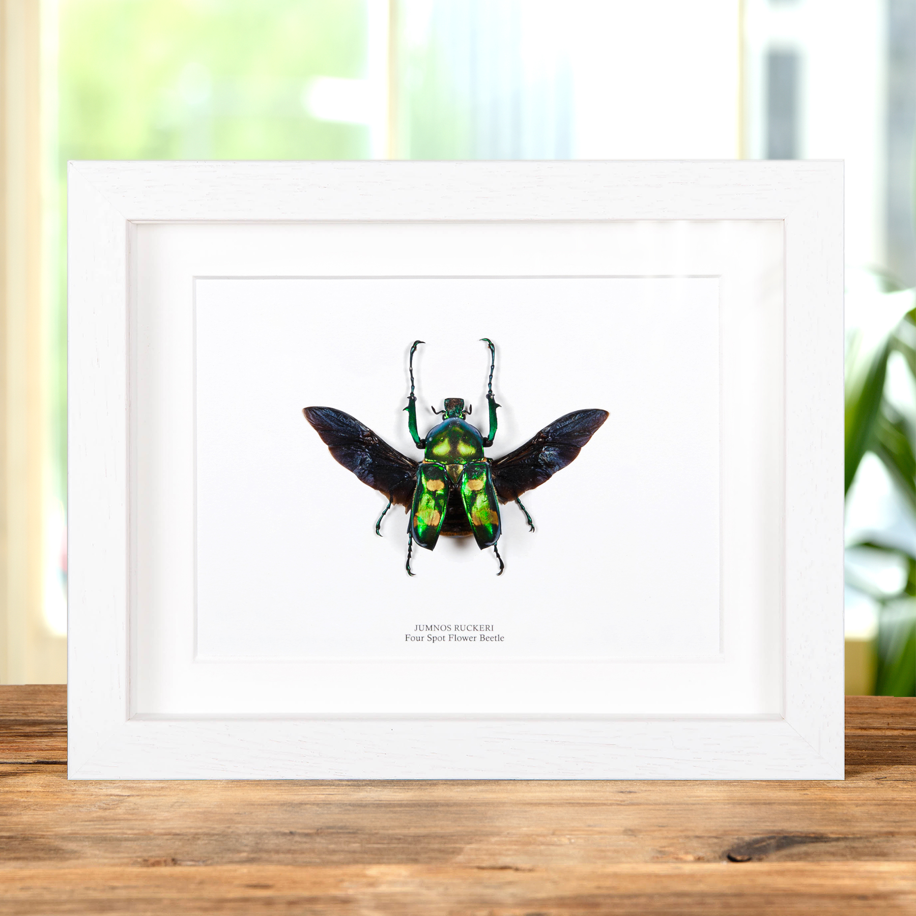 Four Spot Flower Beetle with Wings Spread In Box Frame (Jumnos ruckeri)