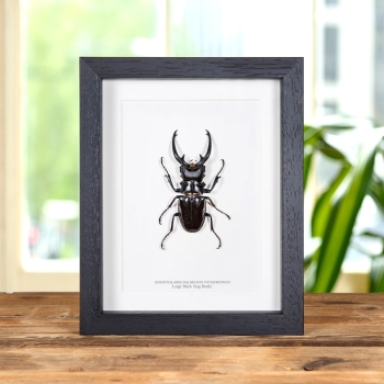 Large Black Stag Beetle In Box Frame (Odontolabis dalmanni intermedius)