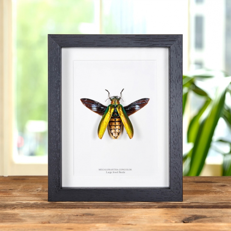 Large Jewel Beetle In Box Frame (Megaloxatha concolor) Large Jewel Beetle In Box Frame (Megaloxatha concolor)