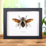 Minibeast Longhorn Beetle from Philippines In Box Frame (Batocera hercules)