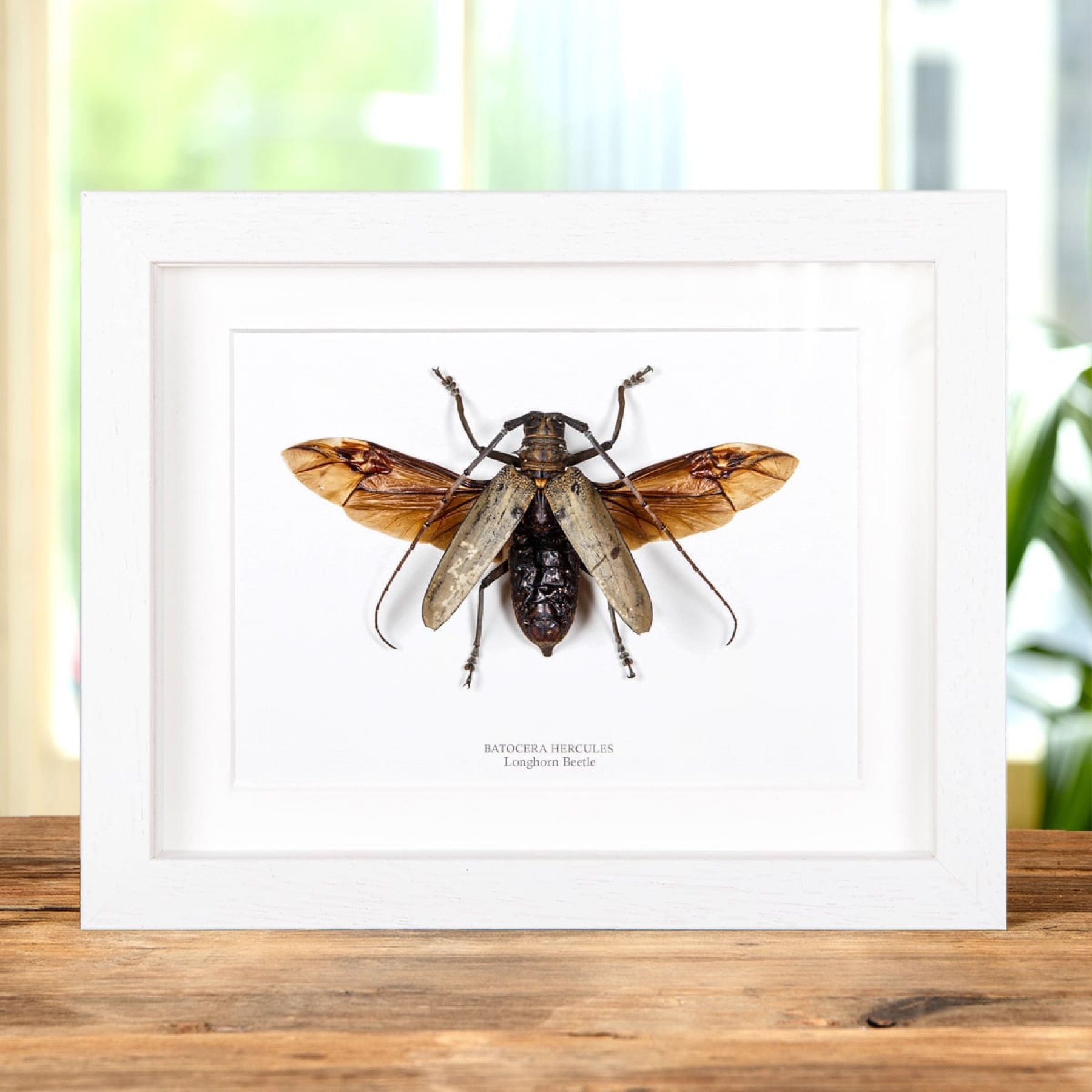 Longhorn Beetle from Philippines In Box Frame (Batocera hercules)