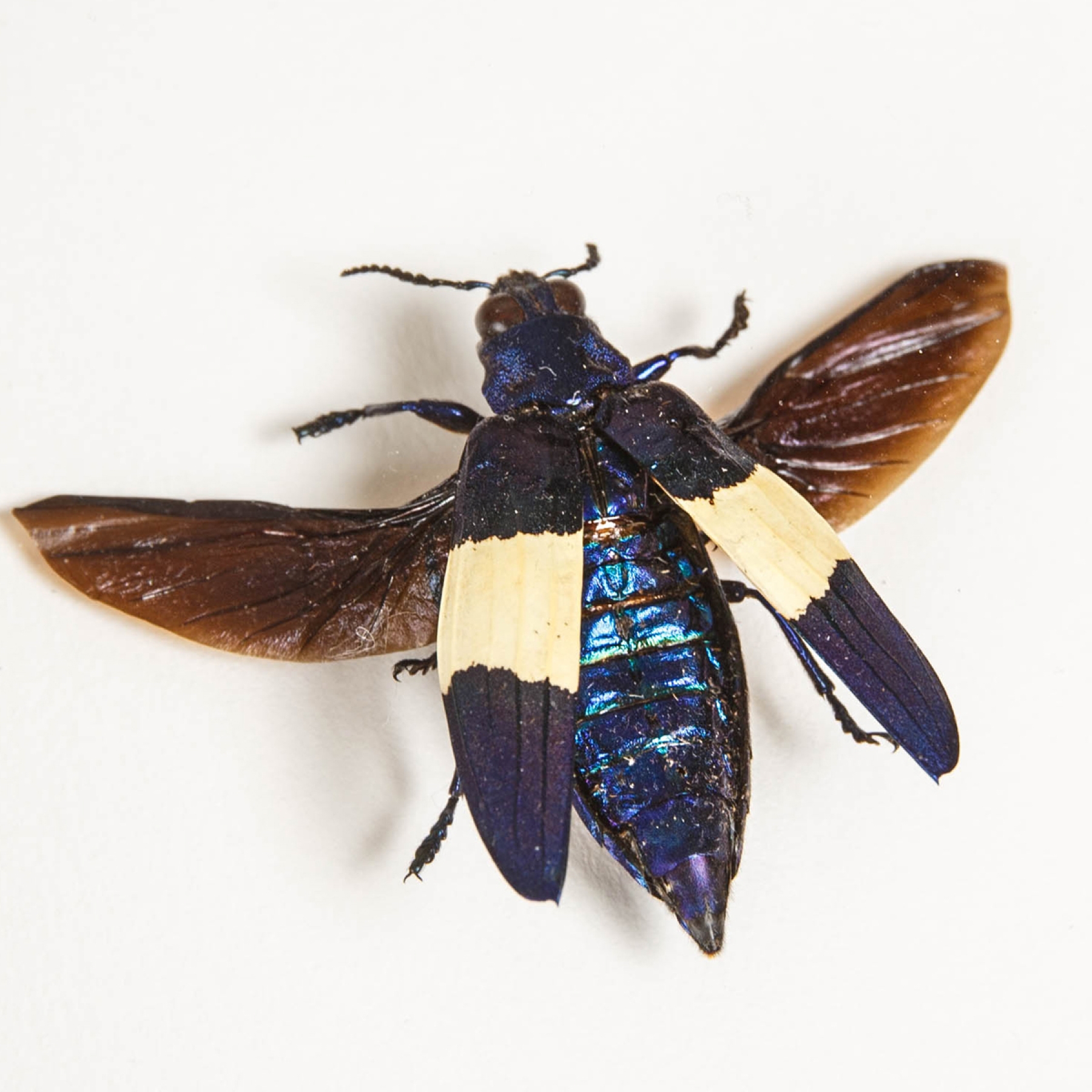 Jewel Beetle In Box Frame (Chrysocheroa castelnaudi) Jewel Beetle In Box Frame (Chrysocheroa castelnaudi)